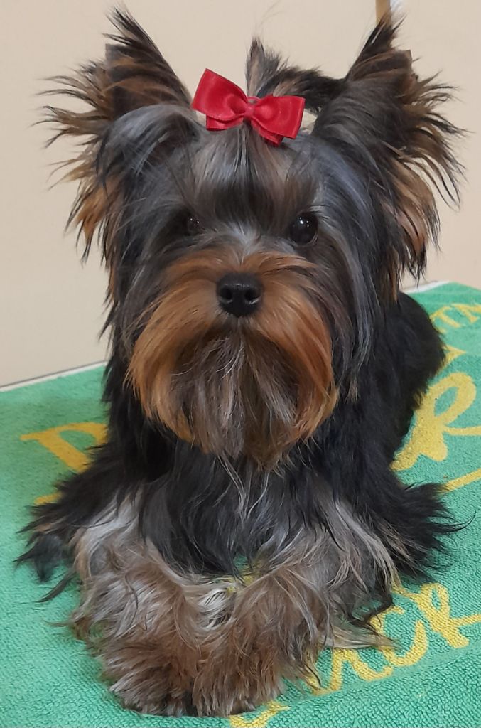 chiot Yorkshire Terrier Benshamah