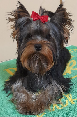 Benshamah - Yorkshire Terrier - Portée née le 17/10/2023