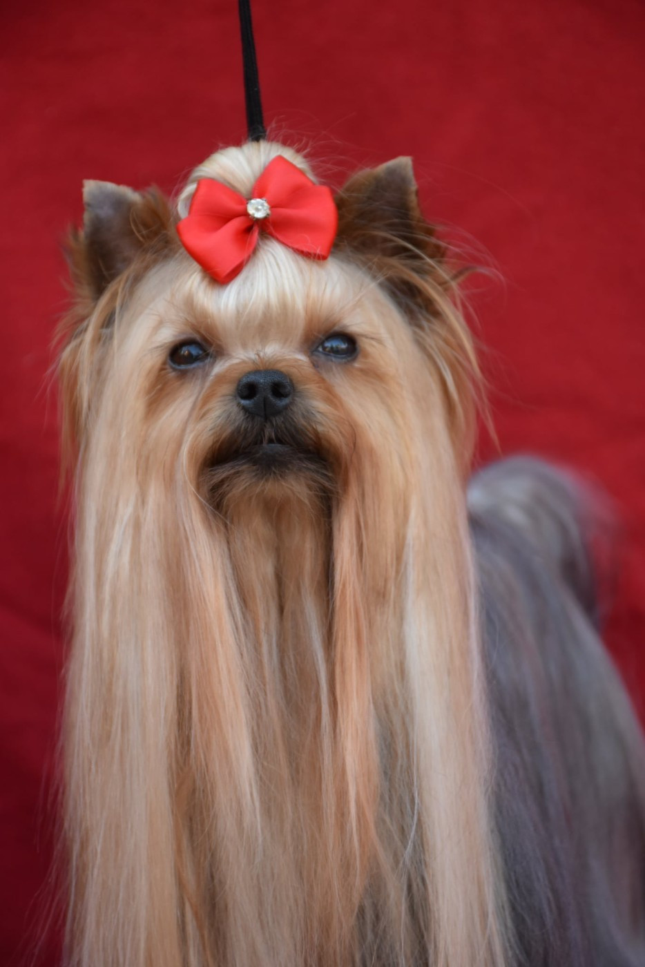 CH. Horfeo's Ultimate summer giselle