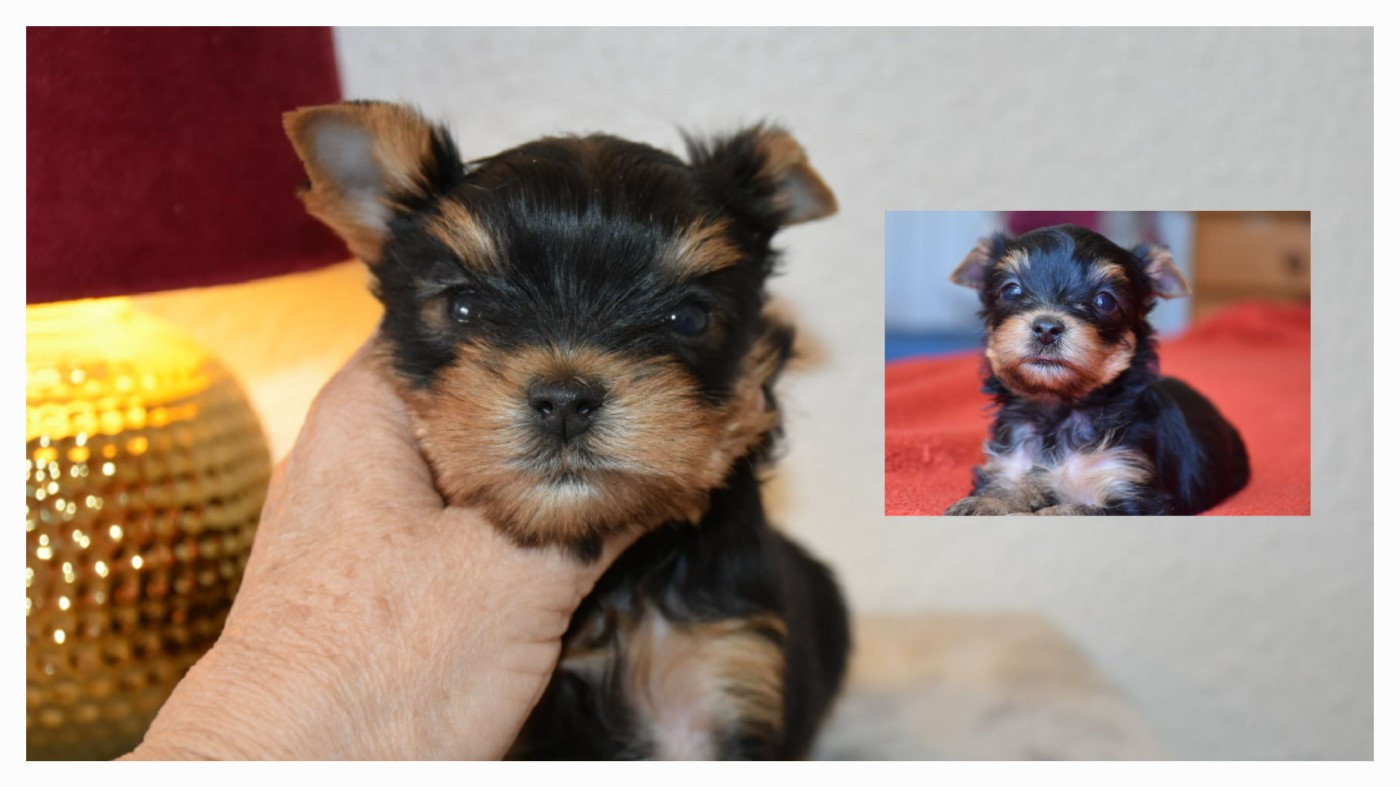 Chiot Yorkshire Terrier Benshamah